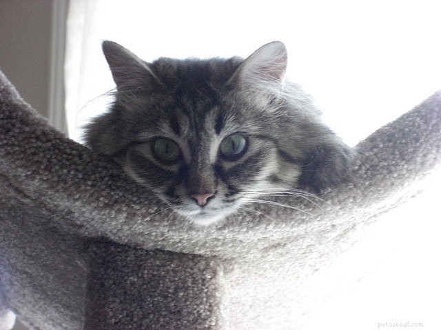 How to Motivate a Lazy Cat: 9 Proven Strategies