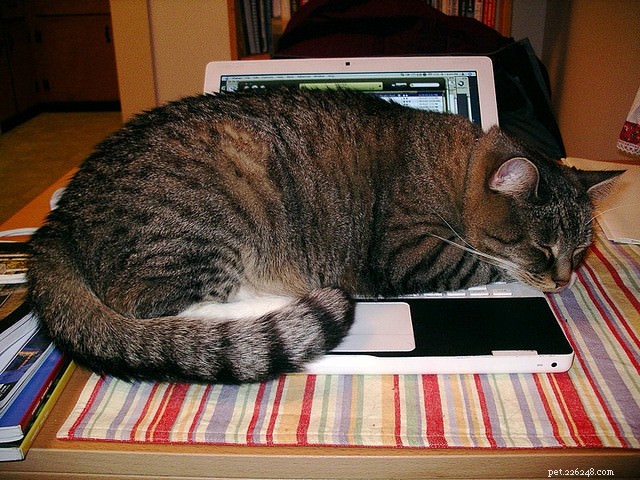 5 Surprising Ways Your Cat Prioritizes Its Needs Over Yours
