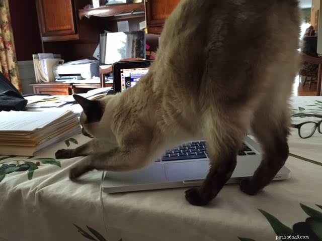 5 Surprising Ways Your Cat Prioritizes Its Needs Over Yours