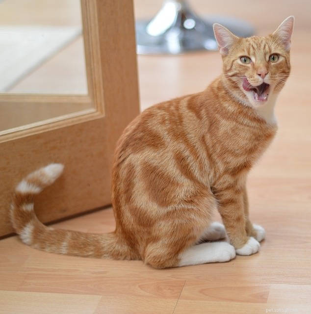 5 Surprising Ways Your Cat Prioritizes Its Needs Over Yours