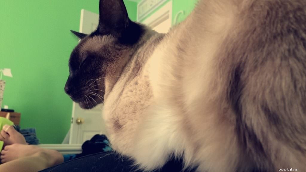 5 Surprising Ways Your Cat Prioritizes Its Needs Over Yours