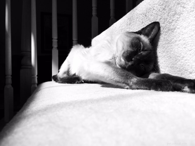 5 Surprising Ways Your Cat Prioritizes Its Needs Over Yours