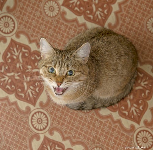 Top 5 Reasons Your Cat Is Constantly Meowing – What You Need to Know