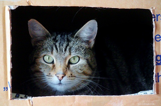 Vet Explains Why Cats Are Obsessed With Boxes