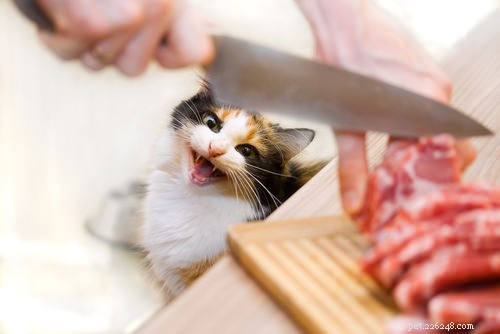 Top 5 Reasons Your Cat Is Constantly Meowing – What You Need to Know