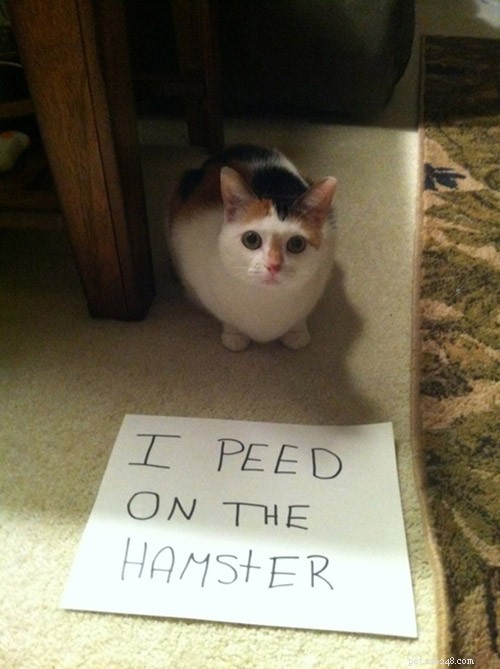 12 Cats Caught in Playful Predicaments: A Lighthearted Look at Their Mischief