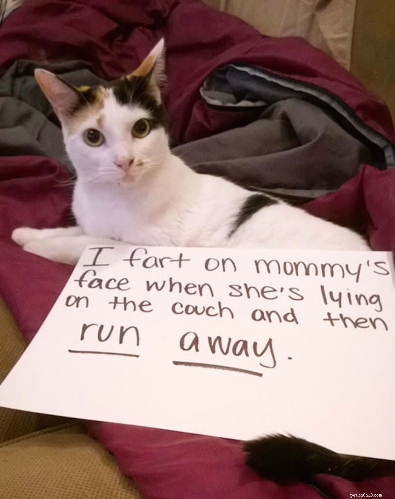 12 Cats Caught in Playful Predicaments: A Lighthearted Look at Their Mischief