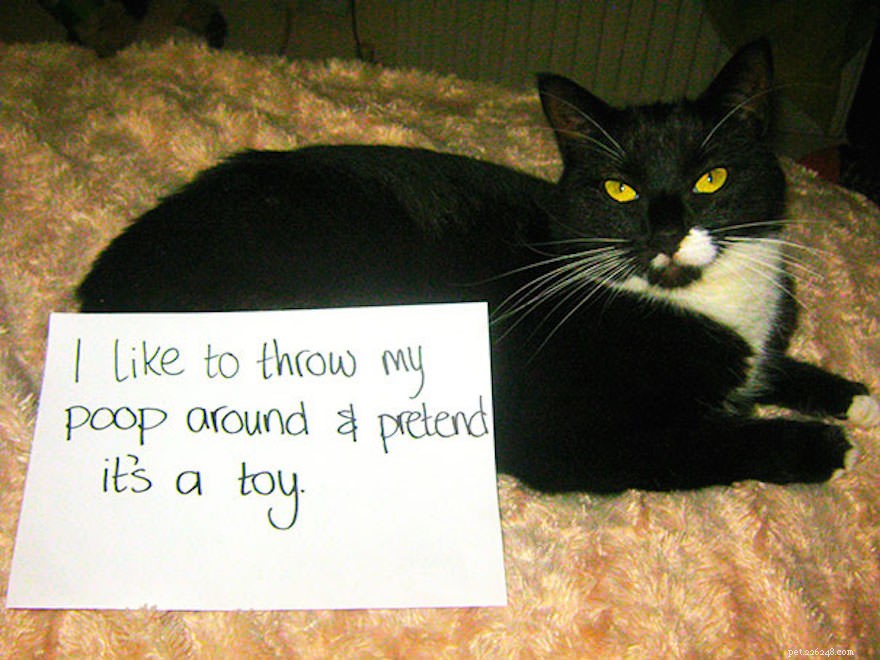 12 Cats Caught in Playful Predicaments: A Lighthearted Look at Their Mischief
