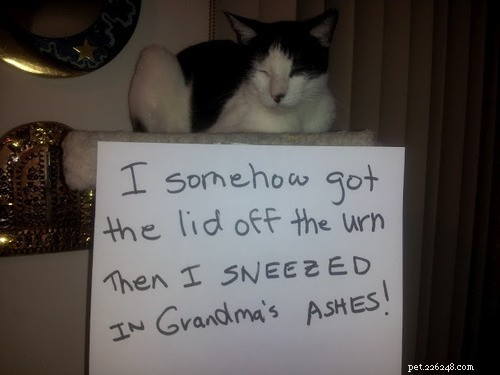 12 Cats Caught in Playful Predicaments: A Lighthearted Look at Their Mischief