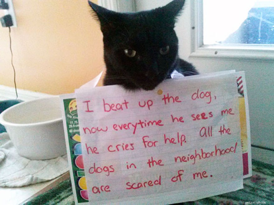 12 Cats Caught in Playful Predicaments: A Lighthearted Look at Their Mischief