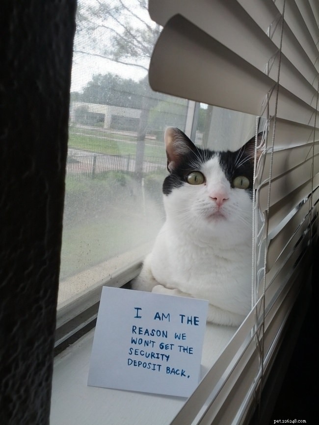 12 Cats Caught in Playful Predicaments: A Lighthearted Look at Their Mischief