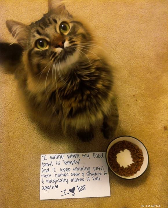 12 Cats Caught in Playful Predicaments: A Lighthearted Look at Their Mischief