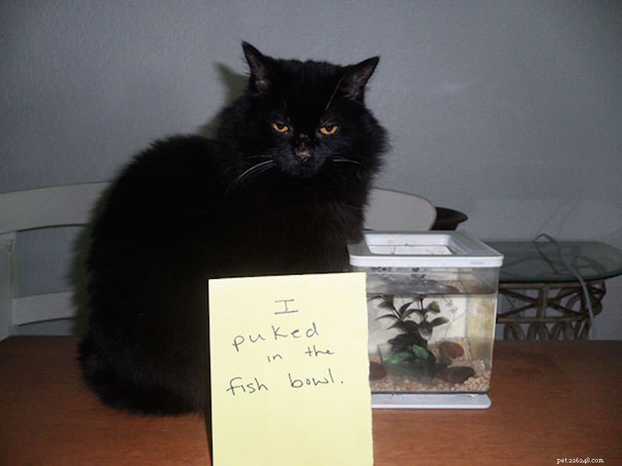 12 Cats Caught in Playful Predicaments: A Lighthearted Look at Their Mischief