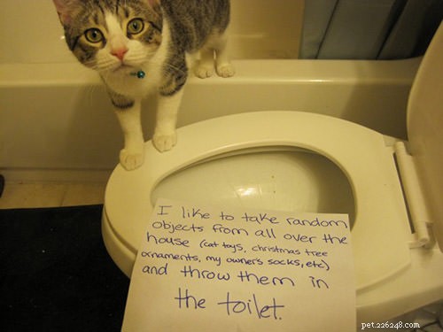 12 Cats Caught in Playful Predicaments: A Lighthearted Look at Their Mischief
