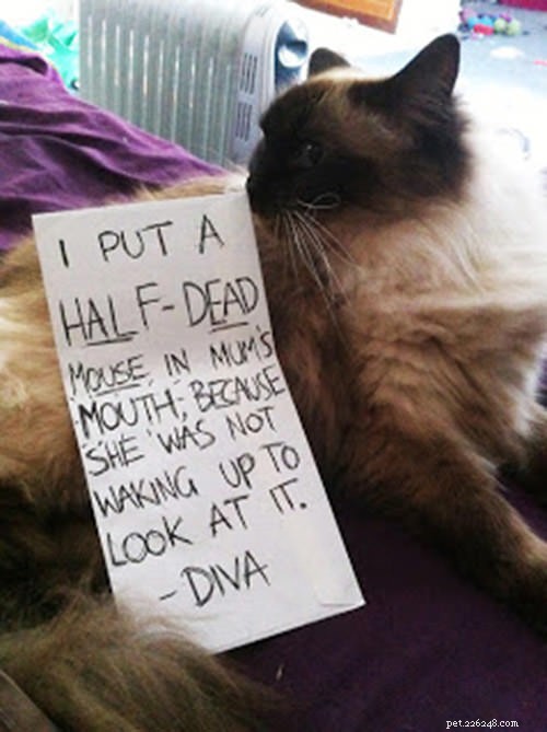 12 Cats Caught in Playful Predicaments: A Lighthearted Look at Their Mischief