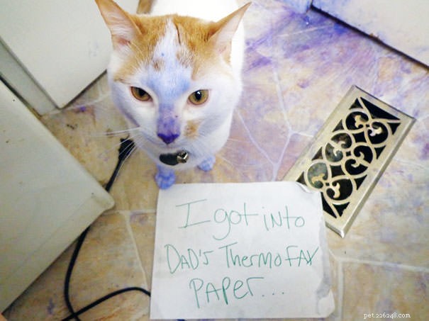 12 Cats Caught in Playful Predicaments: A Lighthearted Look at Their Mischief
