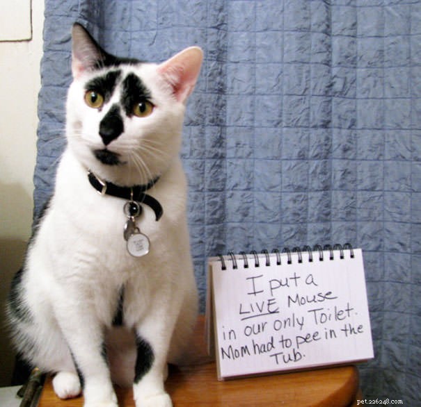 12 Cats Caught in Playful Predicaments: A Lighthearted Look at Their Mischief