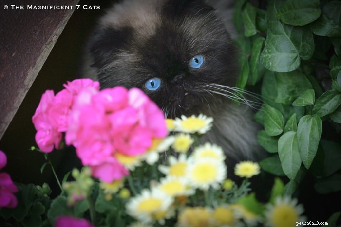 Tom: The Fluffy Persian Bear Boy Who Captivates Hearts