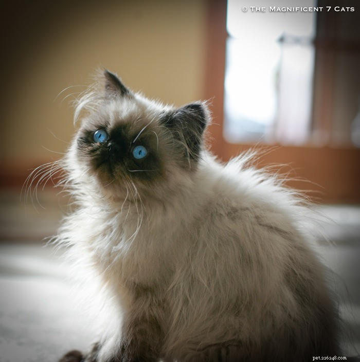 Tom: The Fluffy Persian Bear Boy Who Captivates Hearts