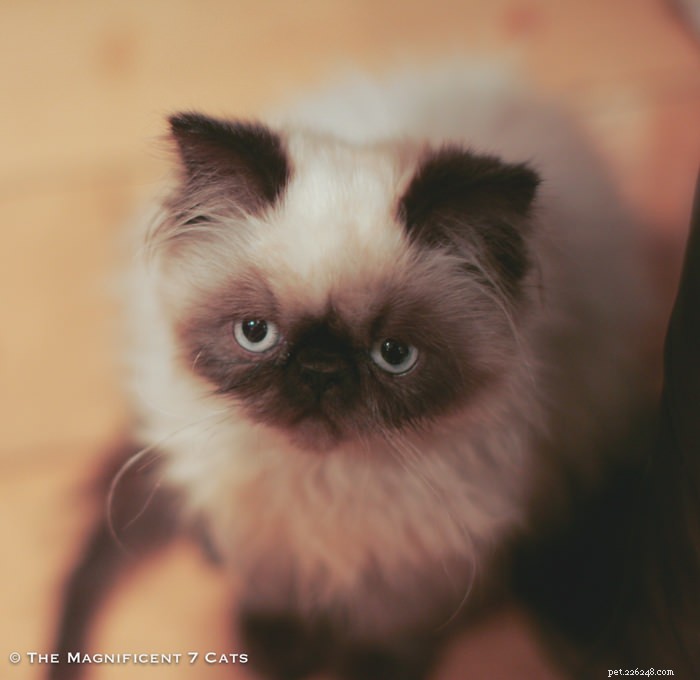 Tom: The Fluffy Persian Bear Boy Who Captivates Hearts