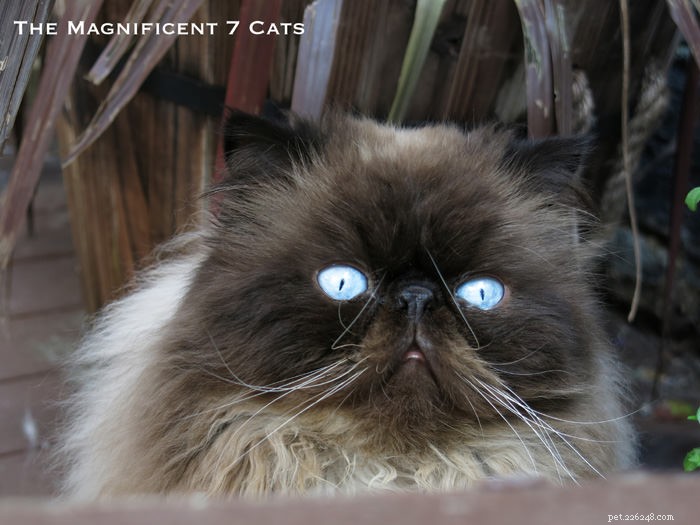 Tom: The Fluffy Persian Bear Boy Who Captivates Hearts