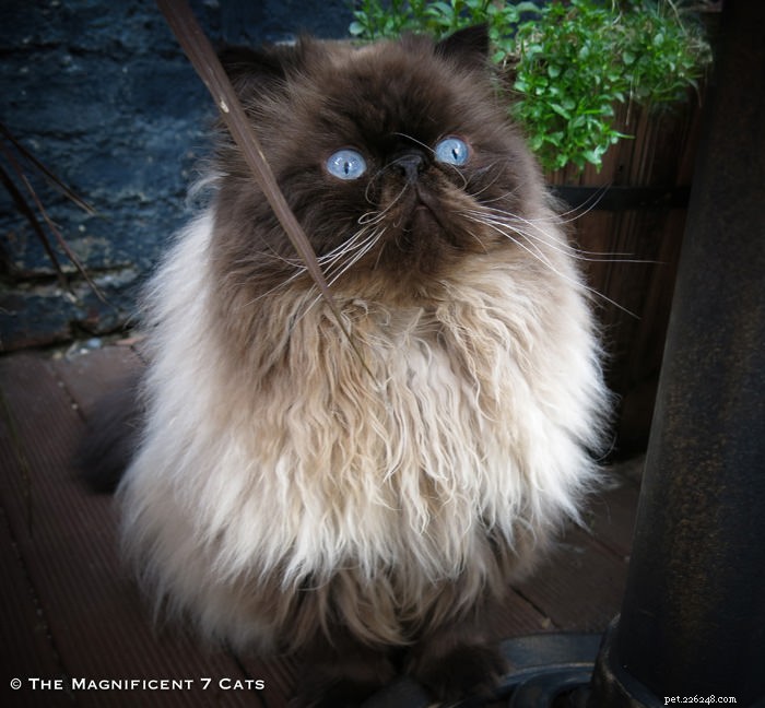 Tom: The Fluffy Persian Bear Boy Who Captivates Hearts