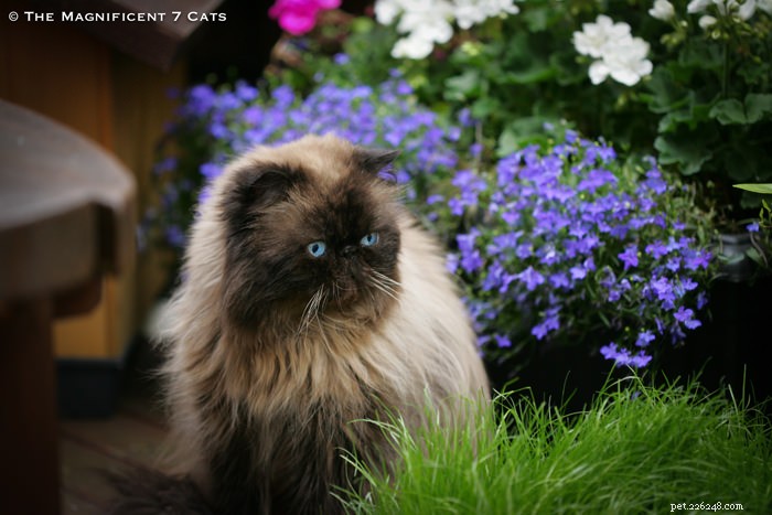 Tom: The Fluffy Persian Bear Boy Who Captivates Hearts