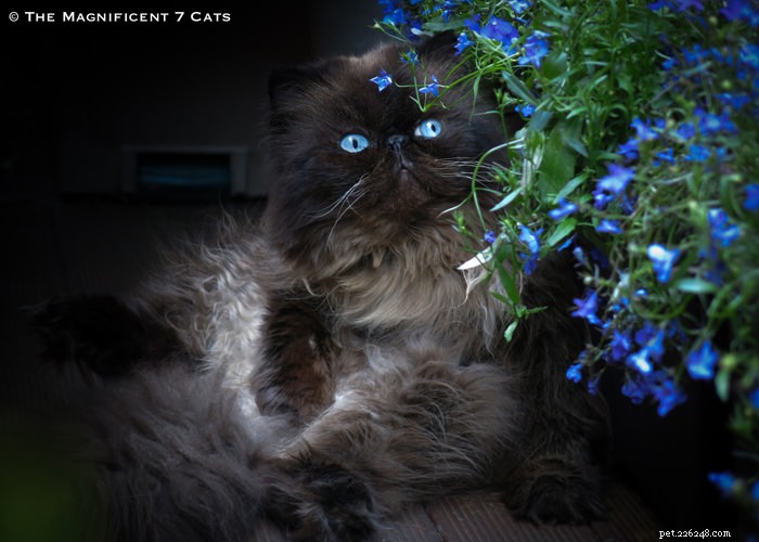 Tom: The Fluffy Persian Bear Boy Who Captivates Hearts