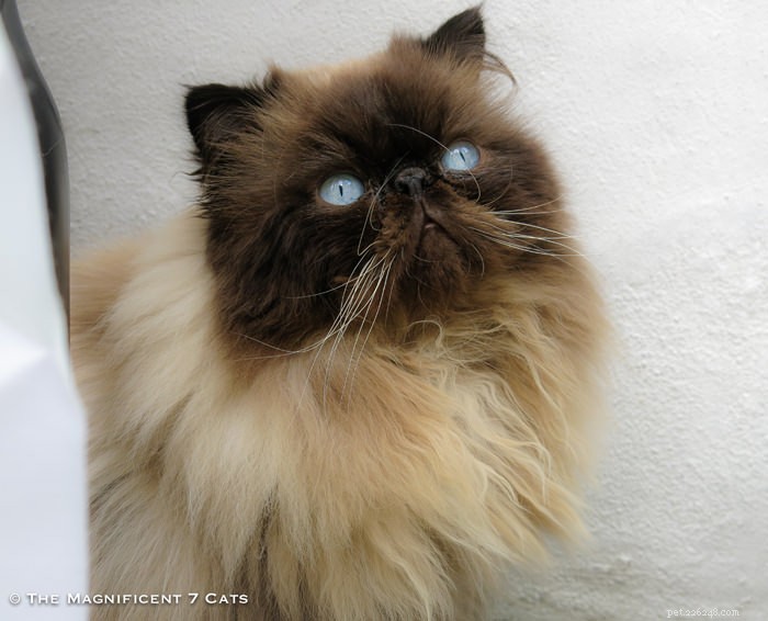 Tom: The Fluffy Persian Bear Boy Who Captivates Hearts