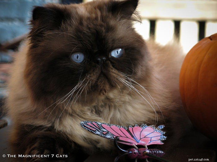 Tom: The Fluffy Persian Bear Boy Who Captivates Hearts