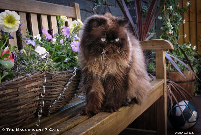 Tom: The Fluffy Persian Bear Boy Who Captivates Hearts