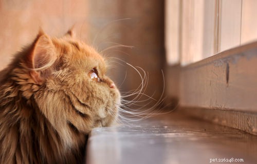 9 Clear Signs Your Cat Is in Pain – How to Spot and Help