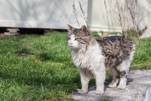 9 Clear Signs Your Cat Is in Pain – How to Spot and Help