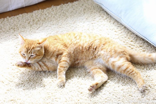 9 Clear Signs Your Cat Is in Pain – How to Spot and Help