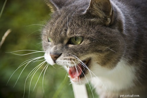 9 Clear Signs Your Cat Is in Pain – How to Spot and Help