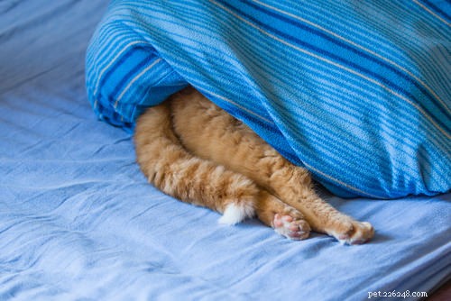 9 Clear Signs Your Cat Is in Pain – How to Spot and Help