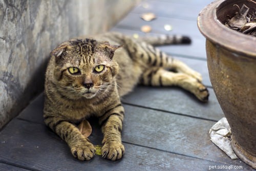 9 Clear Signs Your Cat Is in Pain – How to Spot and Help
