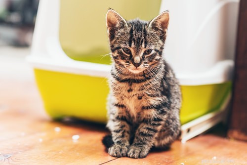 9 Clear Signs Your Cat Is in Pain – How to Spot and Help