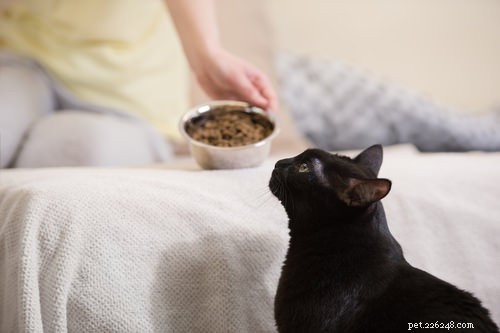 9 Clear Signs Your Cat Is in Pain – How to Spot and Help