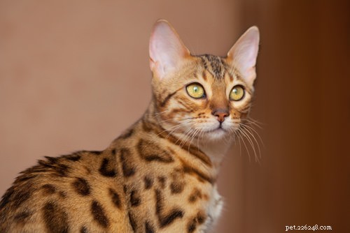 8 Cat Breeds That Truly Love Water – Debunking the Myth