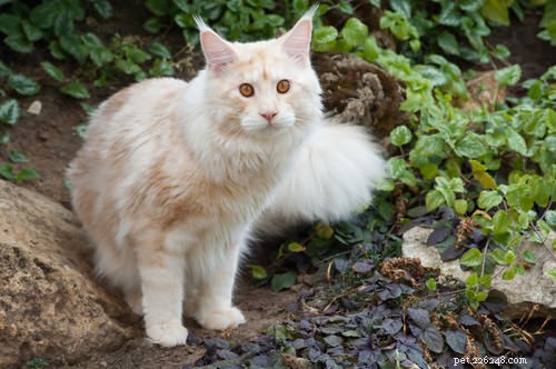 8 Cat Breeds That Truly Love Water – Debunking the Myth