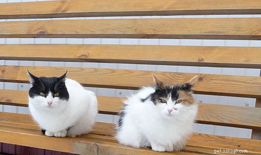 8 Cat Breeds That Truly Love Water – Debunking the Myth