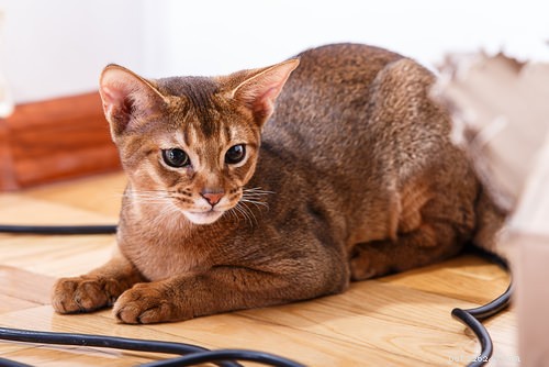 8 Cat Breeds That Truly Love Water – Debunking the Myth