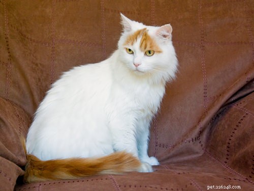 8 Cat Breeds That Truly Love Water – Debunking the Myth