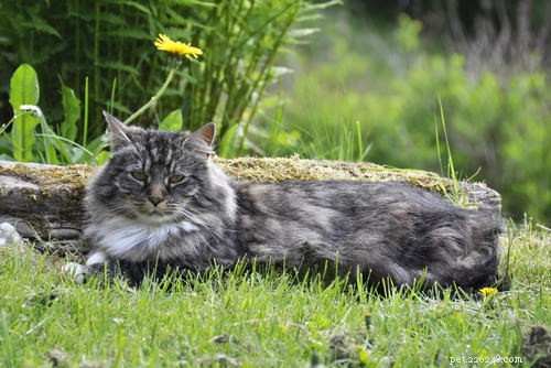 8 Cat Breeds That Truly Love Water – Debunking the Myth
