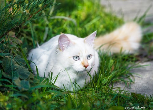 8 Cat Breeds That Truly Love Water – Debunking the Myth