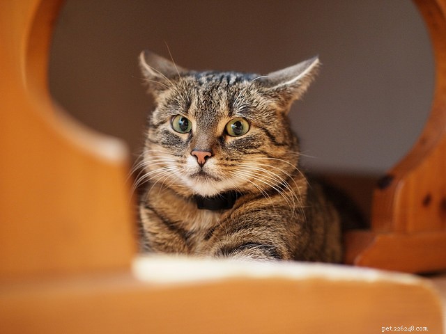 9 Proven Strategies to Earn a Shy Cat’s Trust