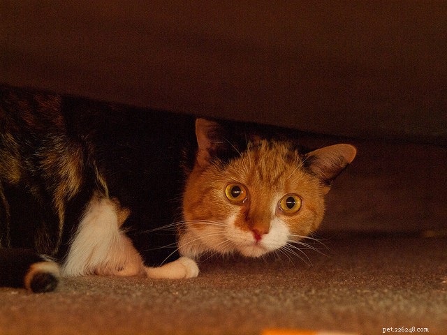 9 Proven Strategies to Earn a Shy Cat’s Trust