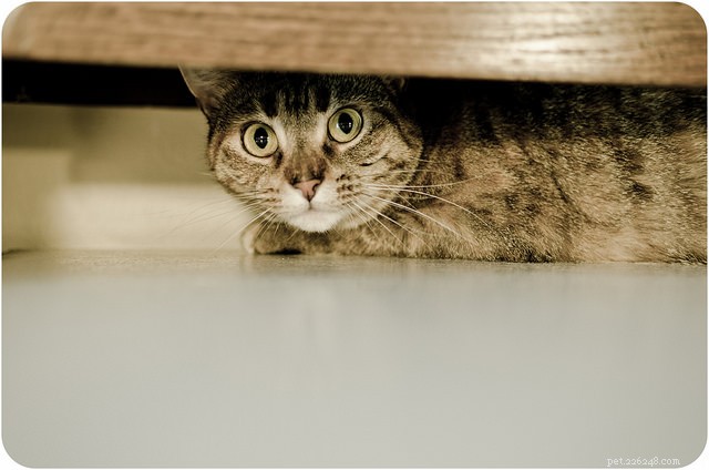 9 Proven Strategies to Earn a Shy Cat’s Trust