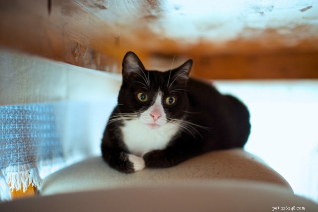 9 Proven Strategies to Earn a Shy Cat’s Trust